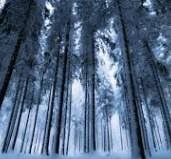 Forest Tundra 1.2 - RimWorld Mod データベース MOD紹介・まとめサイト