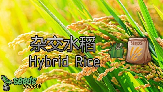Hybrid Rice Plant 1.3 - RimWorld Mod データベース MOD紹介・まとめサイト