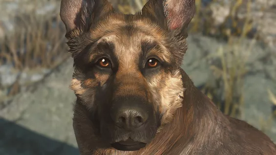 モデル・テクスチャ ドッグミート おすすめMOD順 - Fallout4 Mod